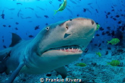 A Lemon Shark checking out my camera by Frankie Rivera 